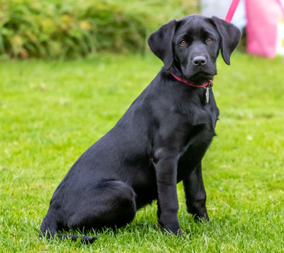 Dog Training and Puppy Classes in Carlisle